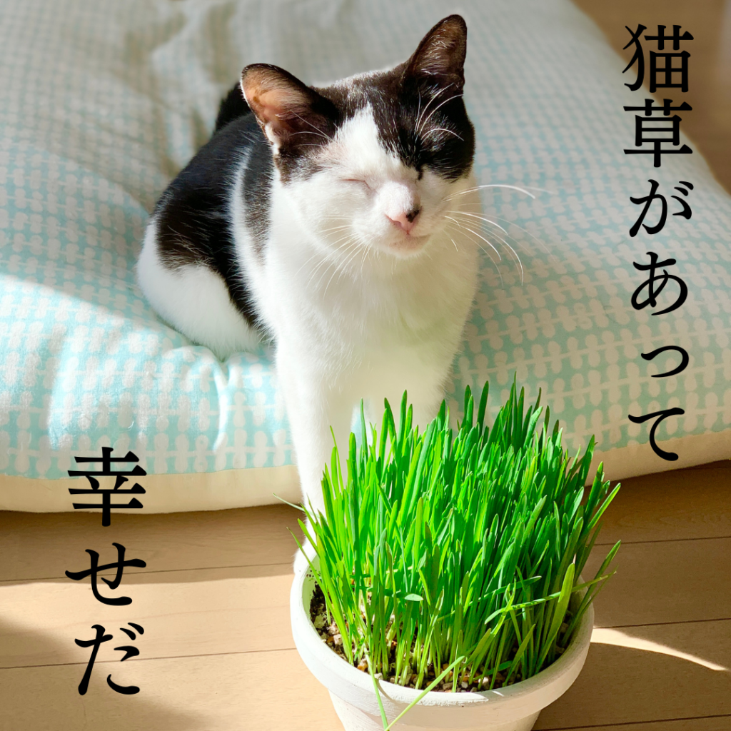 猫草の育て方