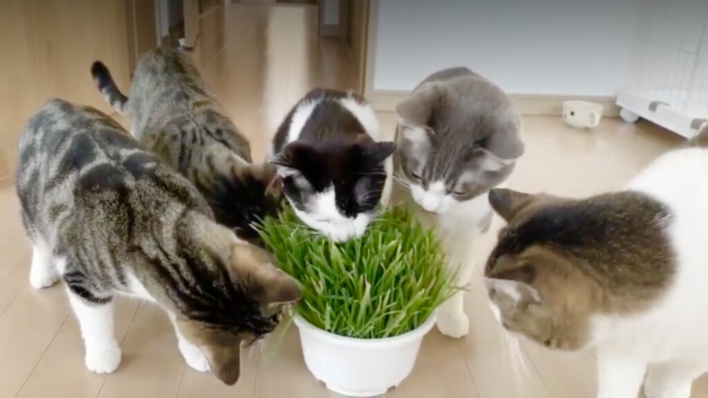 猫が大好きな「猫草」の育て方 | AHAHA